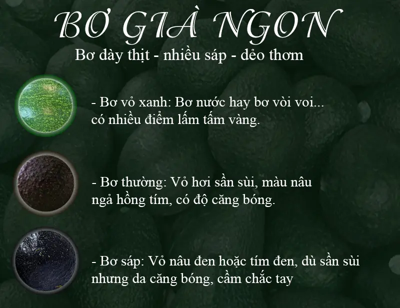 Bơ có lấm tấm sao nhiều, vỏ sần nhưng bóng có nhiều sáp - ngon