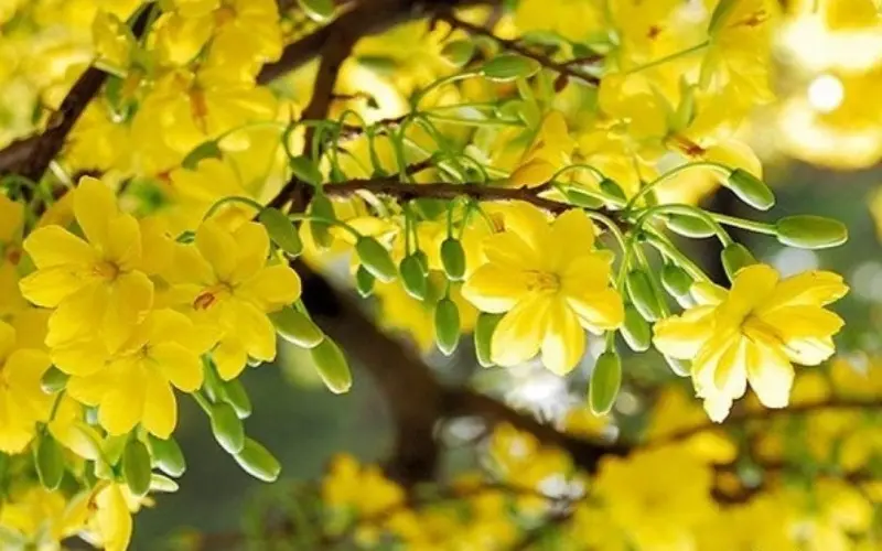 Nguồn gốc của hoa mai là từ Trung Quốc, chúng xuất hiện trên đất nước này cách đây khoảng hơn 3000 năm trước