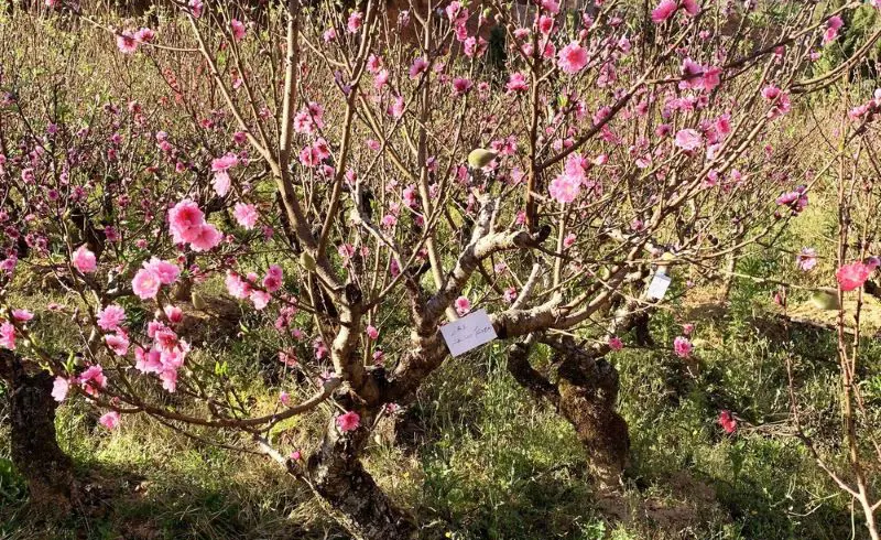 Cây đào má hồng Đà Lạt được trồng trong vườn