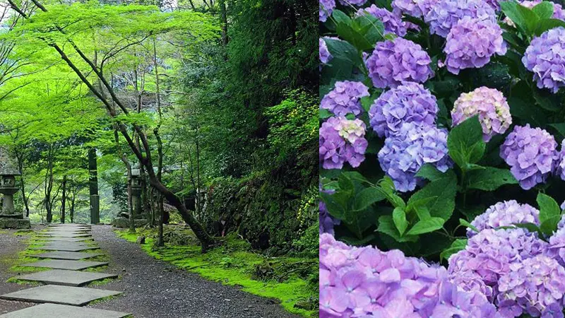 Đến Nhật Bản vào mùa hè bạn sẽ được chiêm ngưỡng những bông hoa cẩm tú cầu tuyệt đẹp