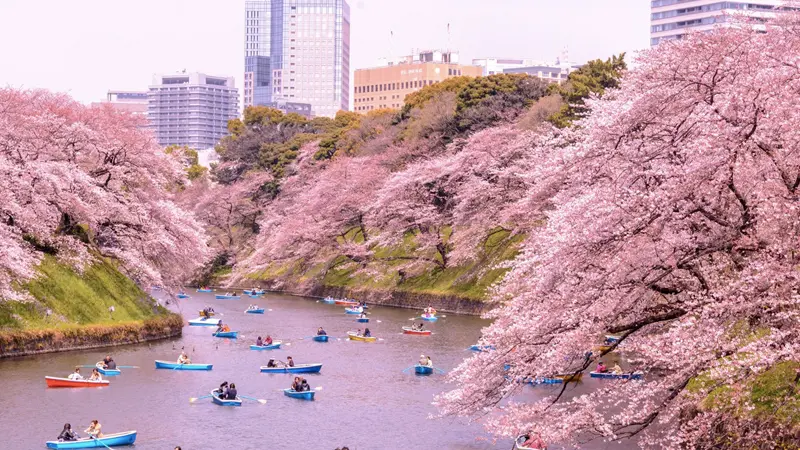 Khi du lịch Nhật Bản bạn nên ở từ 5-7 ngày là hợp lý nhất
