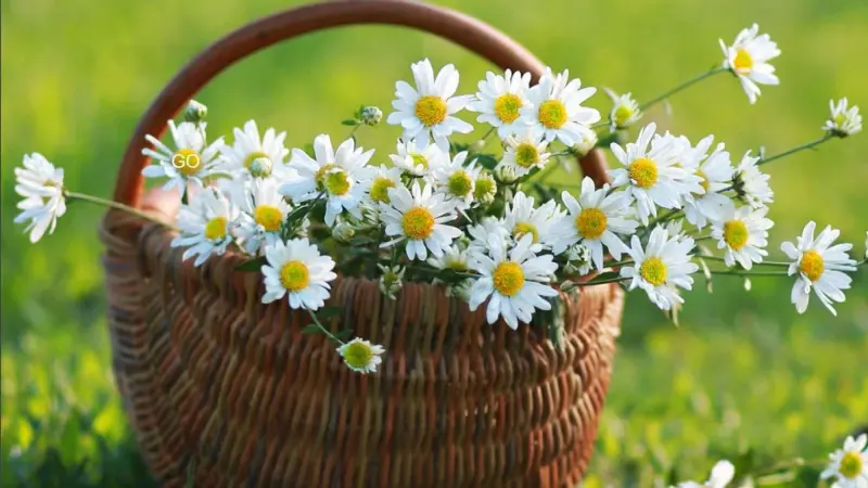 Các thành phần có trong hoa cúc trắng có nhiều công dụng đối với sức khỏe