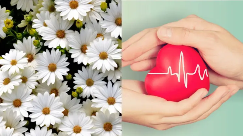 Hoa cúc giúp cải thiện sức khỏe tim mạch