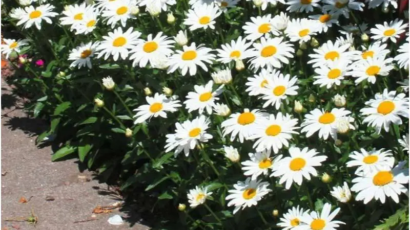 Cách trồng hoa cúc trắng rất quan trọng để cây phát triển và đơm hoa