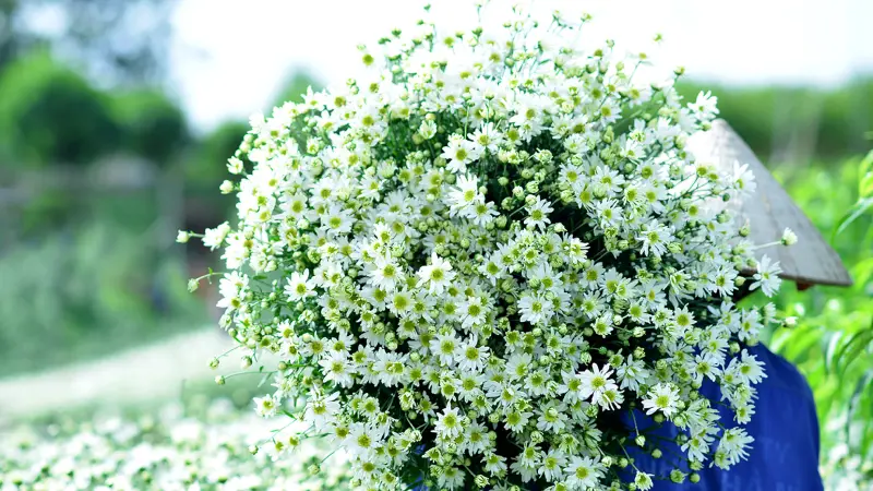 Cách chăm hoa cúc trắng rất quan trọng để đơm hoa nhiều và đẹp