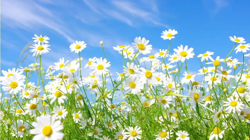 Hoa cúc trắng tinh khôi nổi bật giữa nền trời xanh biếc