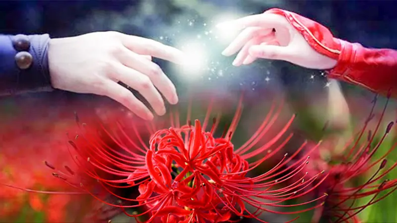 Theo truyền thuyết, hoa bỉ ngạn là chuyển kiếp của cặp đôi Mạn Châu và Sa Hoa