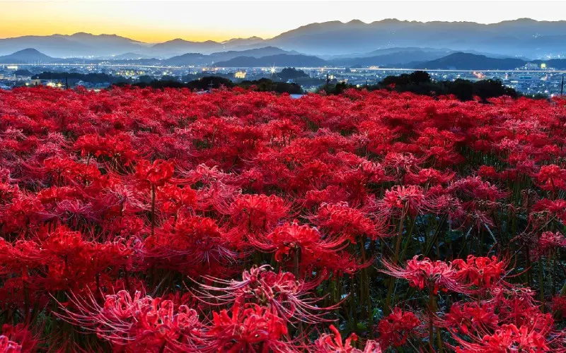 Hoa bỉ ngạn - dẫn lối mùa thu Nhật Bản