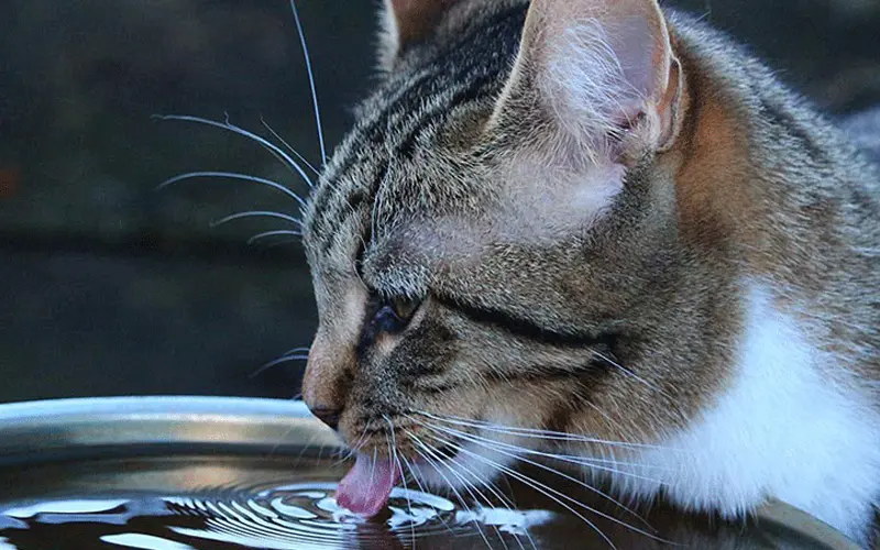 Mlem mlem ban đầu dùng để chỉ âm thanh dùng lưỡi liếm thức ăn/nước của thú cưng