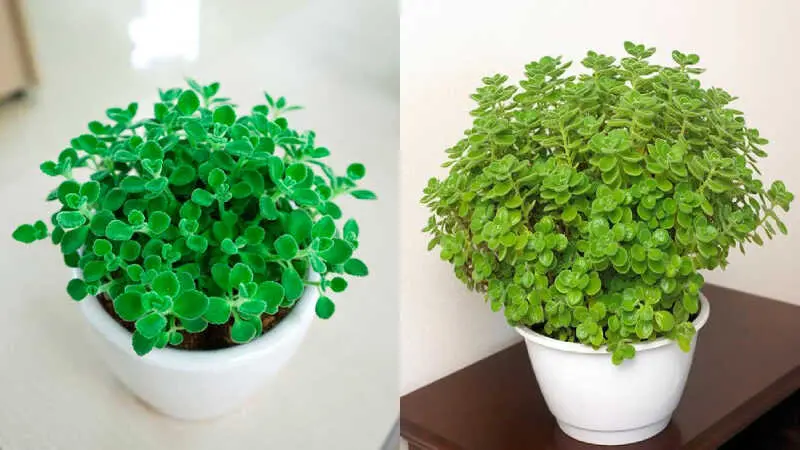 Ý nghĩa phong thủy của nhất mạt hương là gì?