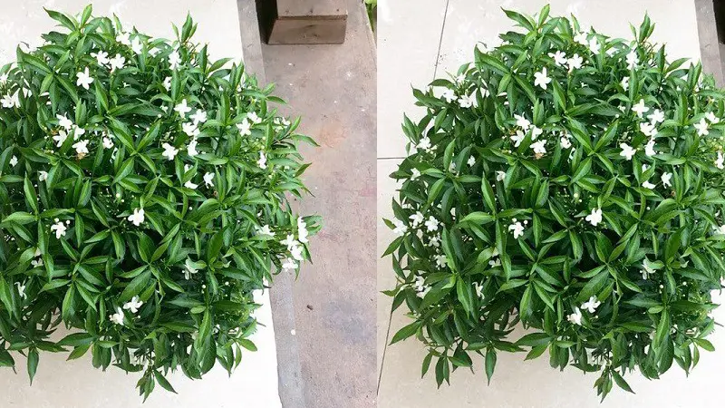 Ý nghĩa phong thủy của mai chiếu thủy