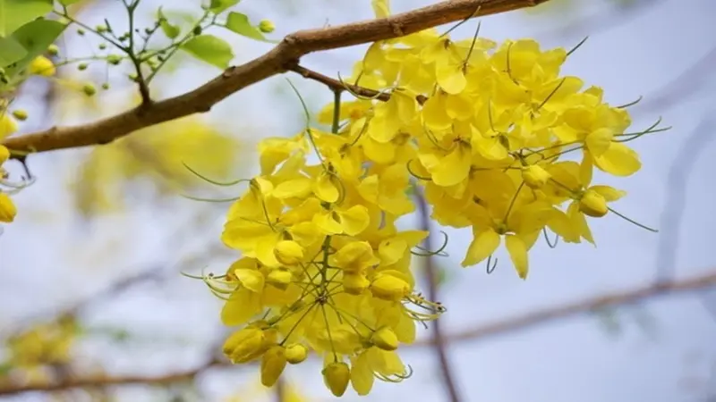Nguồn gốc và đặc điểm cây hoa bò cạp vàng 