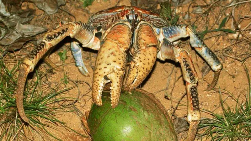 Cua dừa là nguồn thực phẩm mang lại nhiều dinh dưỡng cho con người