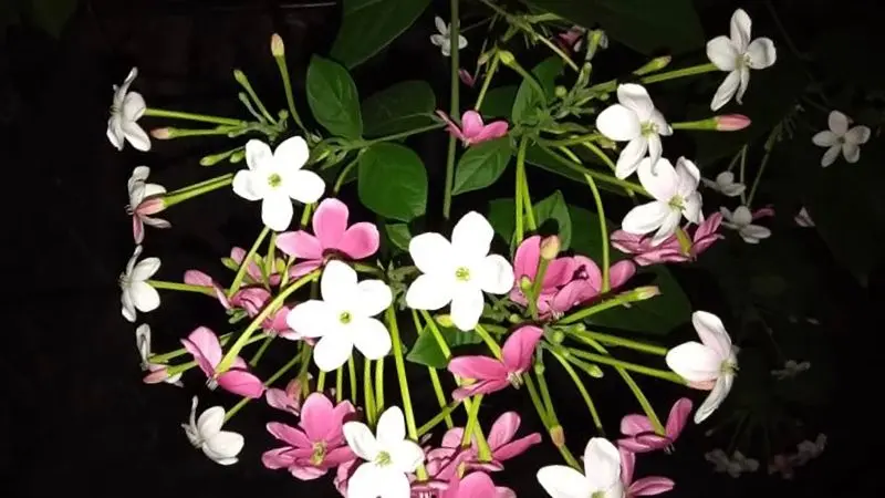 Hoa sử quân tử (hay còn gọi là hoa giun, hoa trang leo) là một loại thực vật có hoa thuộc họ Trâm Bầu