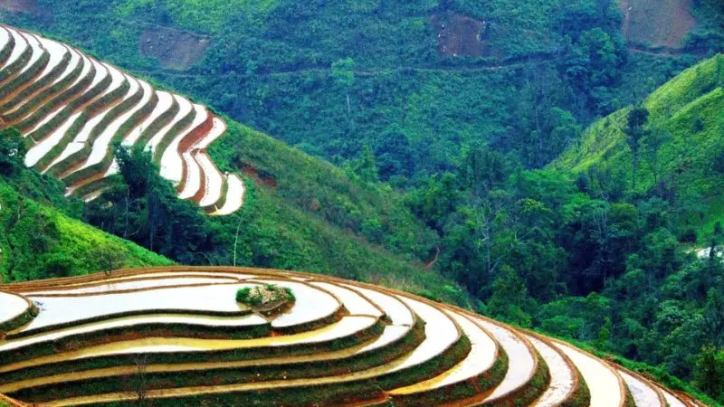 Terraced fields in the rainy season