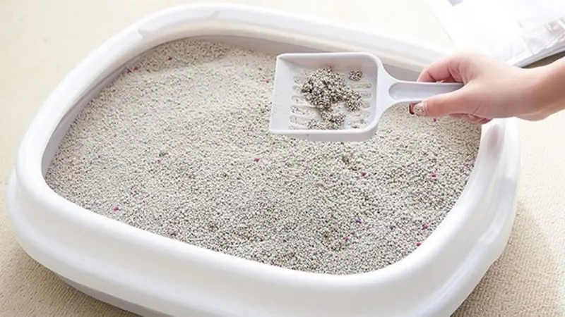 Khử mùi cát mèo bằng cách dọn khay vệ sinh thường xuyên