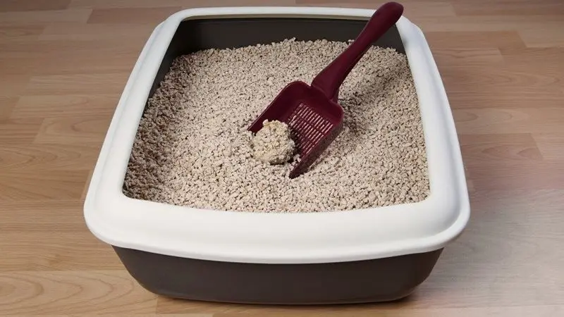 Đặt khay vệ sinh ở nơi yên tĩnh