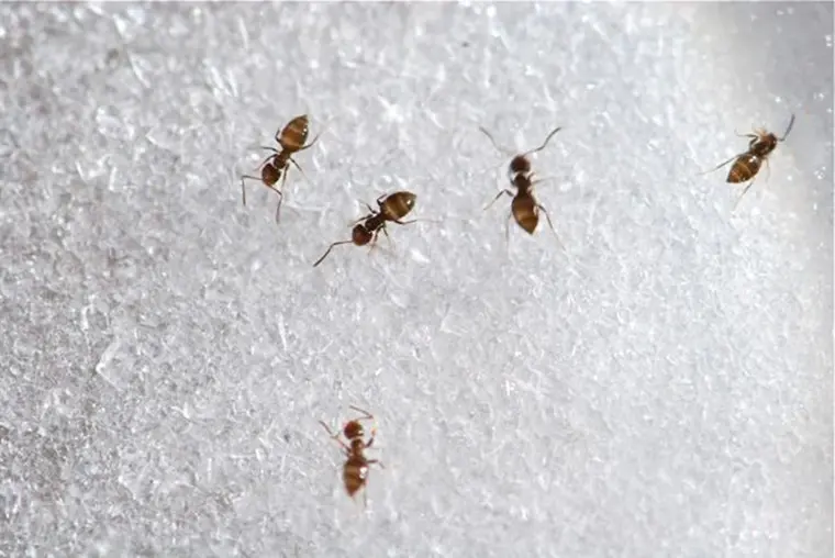 Xử lý khi có kiến trong hũ đường