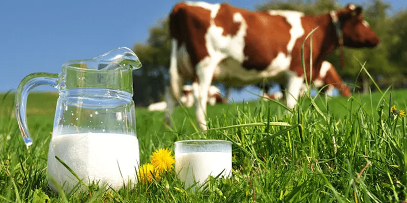 sữa tươi sản phẩm ngăn ngừa bệnh loãng xương và cung cấp khoáng chất cho dinh dưỡng