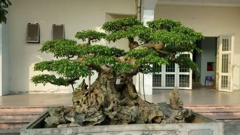 cay-bonsai-hatcuomhoainhu