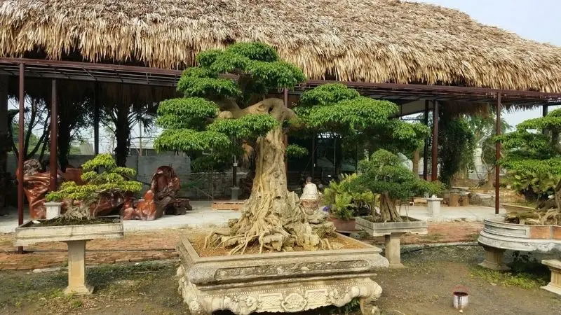 cay-bonsai-hatcuomhoainhu