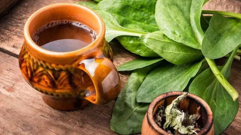 Cây mã đề nấu nước uống có công dụng gì?