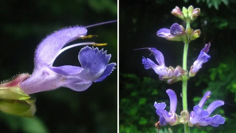 Đan sâm phân bố ở vùng nhiệt đới ẩm và cận nhiệt đới