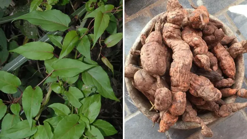 Hà thủ ô đỏ được sử dụng như một vị thuốc bổ