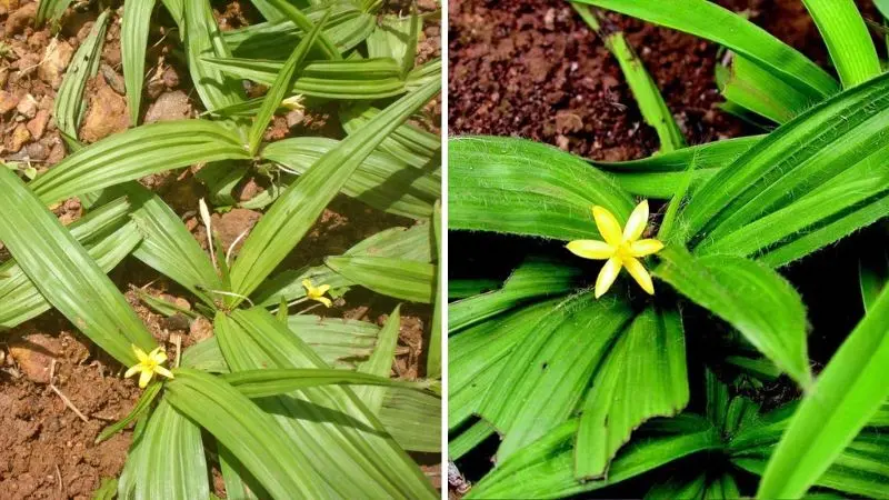 Sâm cau cải thiện chức năng sinh lý của nam và nữ giới