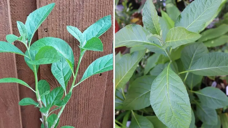 Cây mật gấu hỗ trợ điều trị rối loạn tiêu hóa