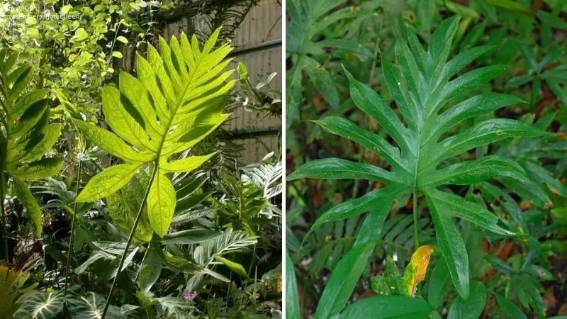 Cây ráy gai có vị cay, tính ấm