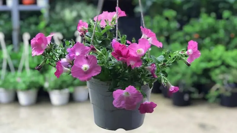 Hoa dạ yến thảo là hoa kiểng dễ trồng, dễ chăm Hoa dạ yến thảo là hoa kiểng dễ trồng, dễ chăm