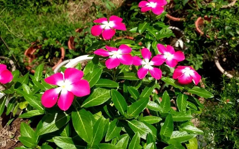 Hoa dừa cạn là hoa kiểng dễ trồng, dễ chăm Hoa dừa cạn là hoa kiểng dễ trồng, dễ chăm