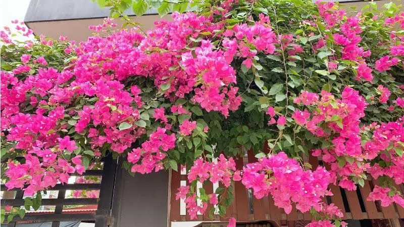 Hoa giấy là hoa kiểng dễ trồng, dễ chăm Hoa giấy là hoa kiểng dễ trồng, dễ chăm