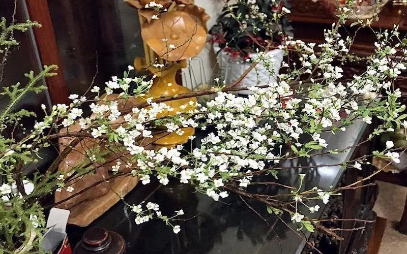 Hoa tuyết mai là hoa kiểng dễ trồng, dễ chăm Hoa tuyết mai là hoa kiểng dễ trồng, dễ chăm