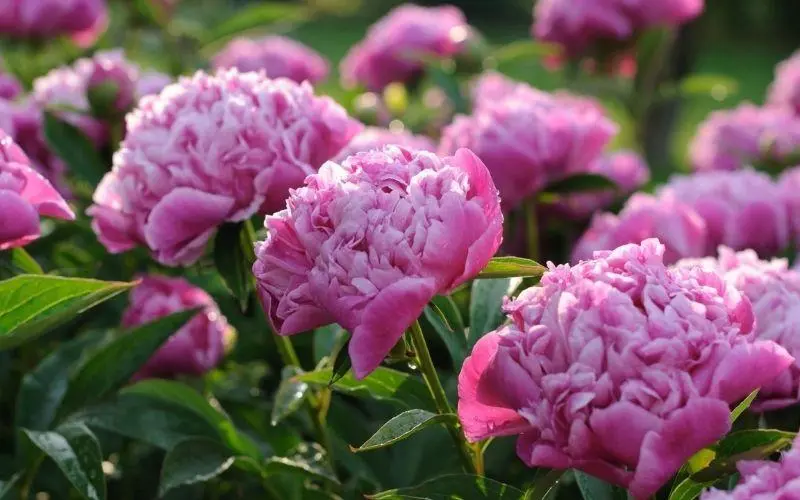 Hoa mẫu đơn là hoa kiểng dễ trồng, dễ chăm Hoa mẫu đơn là hoa kiểng dễ trồng, dễ chăm