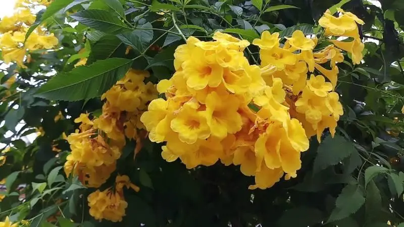 Hoa huỳnh anh là hoa kiểng dễ trồng, dễ chăm Hoa huỳnh anh là hoa kiểng dễ trồng, dễ chăm