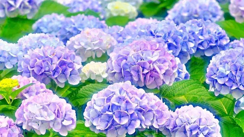 Hoa cẩm tú cầu là hoa kiểng dễ trồng, dễ chăm Hoa cẩm tú cầu là hoa kiểng dễ trồng, dễ chăm