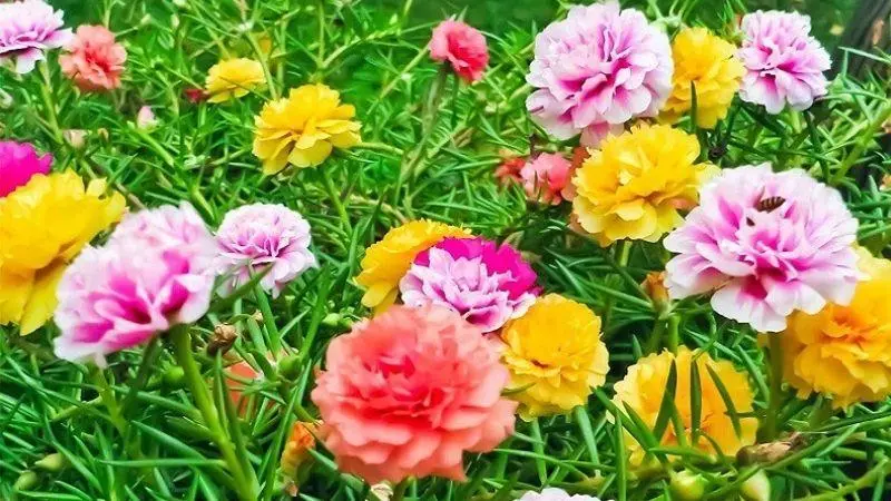 Hoa mười giờ là hoa kiểng dễ trồng, dễ chăm Hoa mười giờ là hoa kiểng dễ trồng, dễ chăm