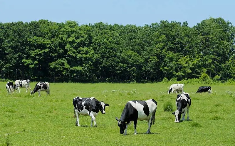 Trang trại bò sữa Hokkaido