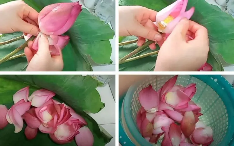 Chế biến snack cánh hoa sen