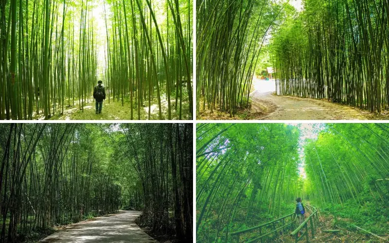 Về Cao Bằng, đắm chìm trong rừng trúc trùng điệp, xanh mướt