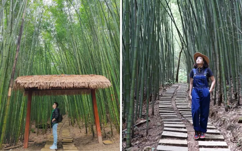 Về Cao Bằng, đắm chìm trong rừng trúc trùng điệp, xanh mướt