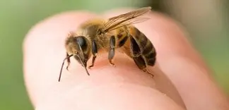 Ong đốt bôi gì? Cách xử lí và phòng tránh khi bị ong đốt
