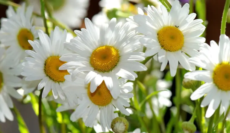 Sự tích và ý nghĩa đặc biệt của hoa cúc trắng