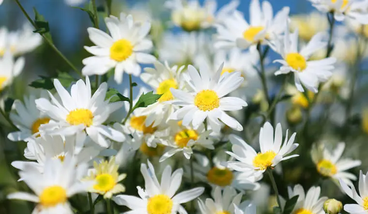 Hoa cúc dại: Ý nghĩa, cách trồng và chăm sóc cho hoa đẹp