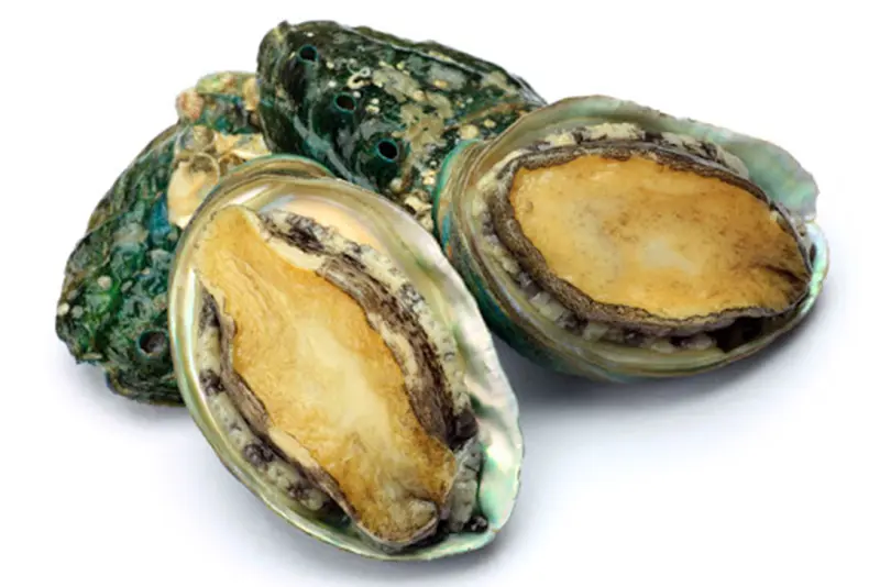 Cá ngừ đại dương
