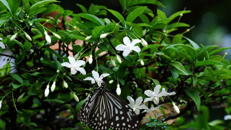 Mai chiếu thủy lá trung