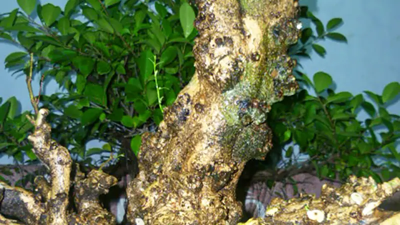 Cách trồng