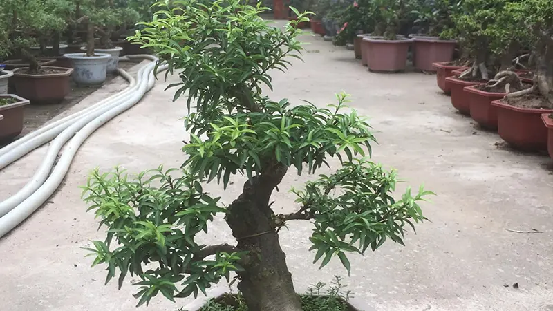 Cách hãm mai chiếu thủy ra hoa